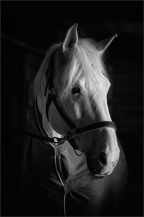 37-Carol-Liscovitz-B-In-The-Shadows