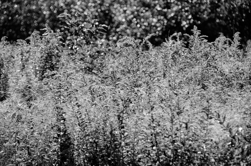 49-WalterBuczacz-B-Morning-Meadow