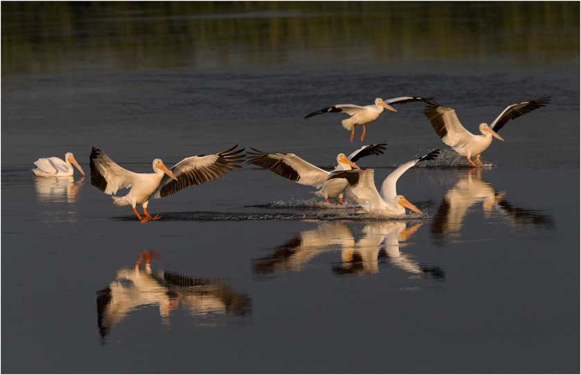 12-RobSmith-A-White-Pelican-Squadren