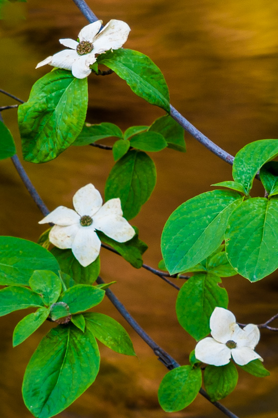 39-Dick-Sawyer-B-Dogwoods-(1-of-1)