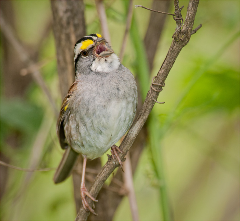 42-Cempa-A-White_Throat_In_Song