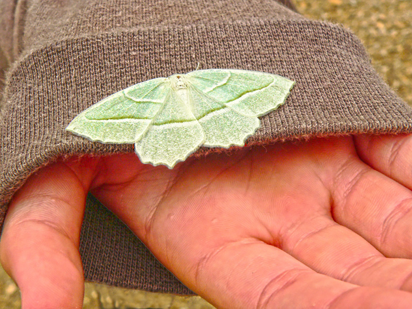 43-MeritaMcKenzie-A-Kid's-View-of-Moth