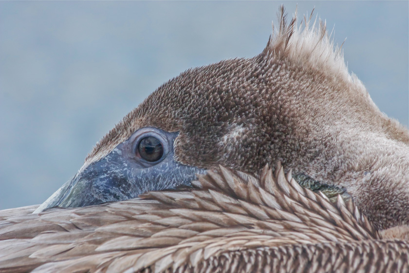 45-c-francesca-galluccio-steele-B-Roosting-Pelican