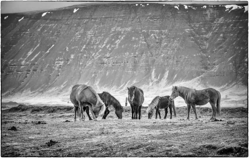 50-EricPiskura-B-Icelandic-Ponies
