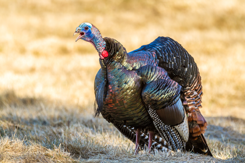 51-colin-chase-b-gobble-gobble