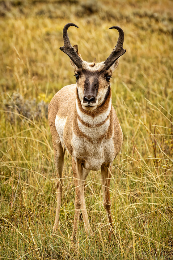 04-Mike_Leonard_A_Pronghorn