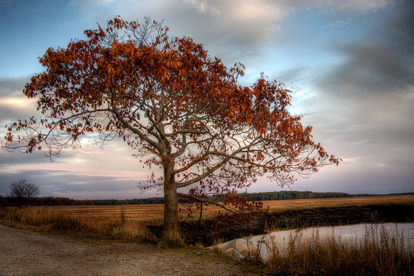 28-swescott_A_OakTree_C
