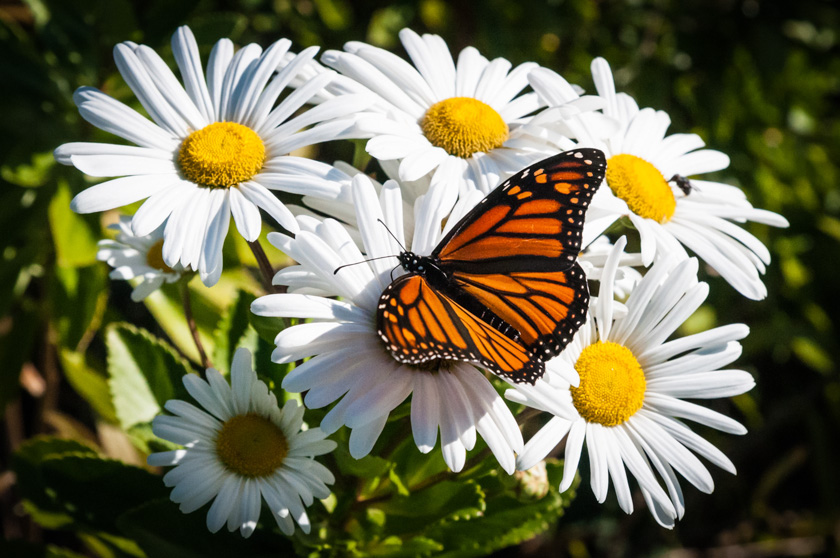 04-Richard-Sawyer-A-Monarch-at-Rest