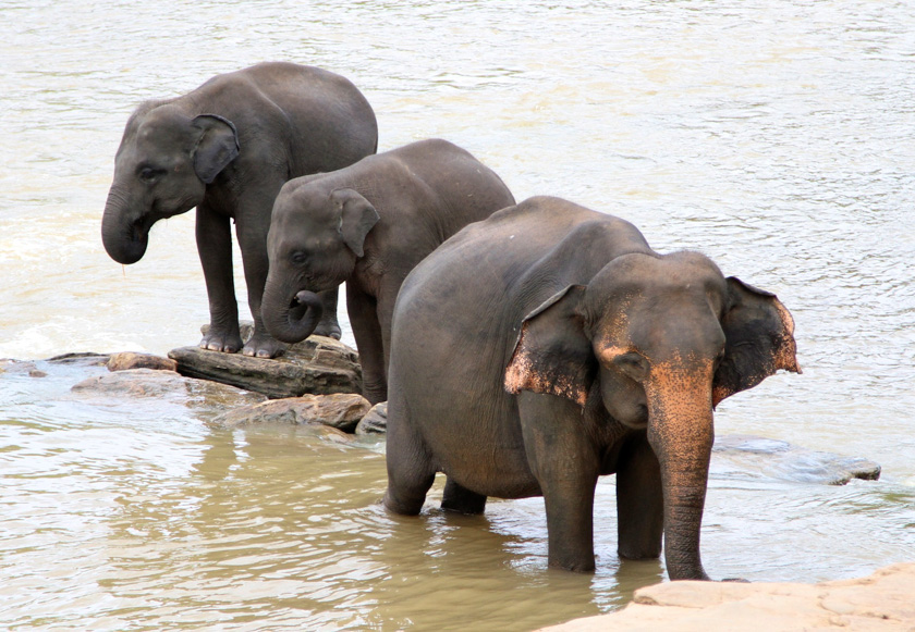 07-ColleenGraves-B-River-elephant-bath