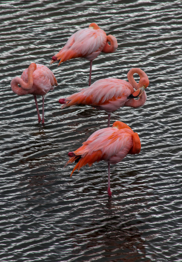 33-c-MaryPowers-B-FourFlamingos