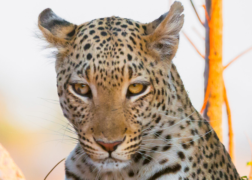 38-DennisLandis-B-Vumbura-Leopard