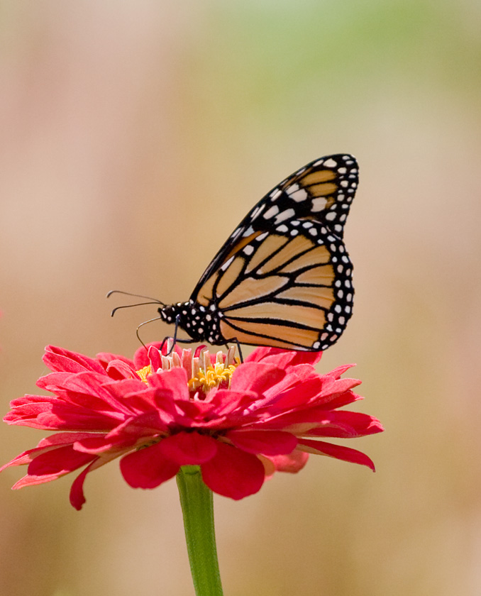 40-Geri-Lynn-Smith-A-Monarch-on-a-Zinnia
