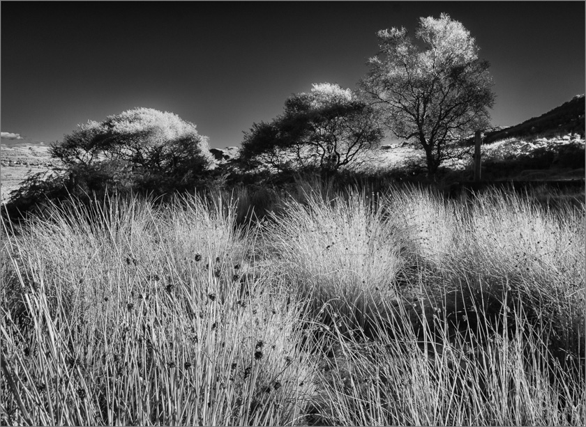 48-Ella_Hudson_A_Trees_and_Grass