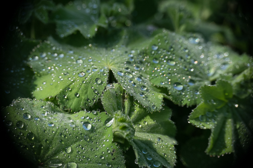 51-C-LindaAlschuler-B-Garden-Dew