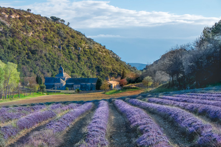 61-LindaCullivan-A-Lavender-Fields-Forever