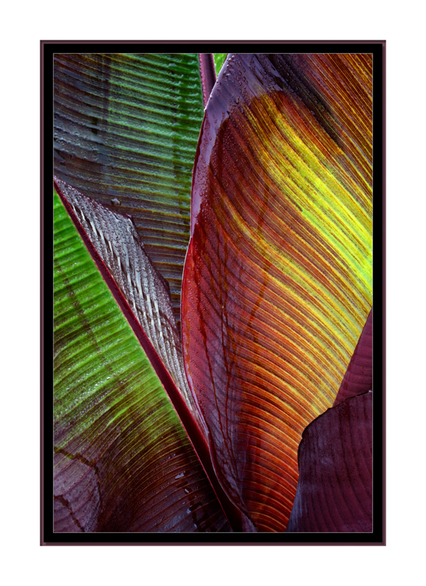 65-Rob-Smith_A_Rainbow-Banana