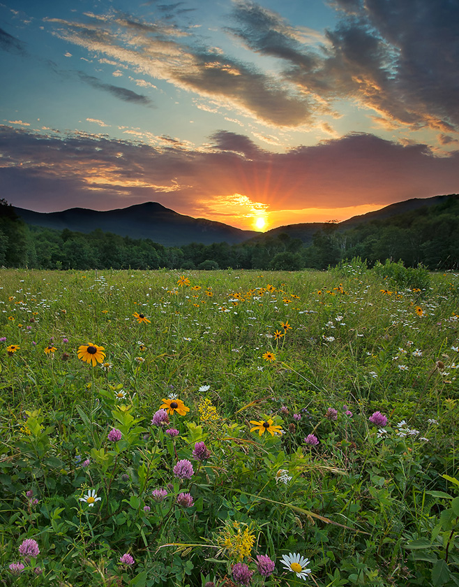 70-Darylann_Leonard_A_Wildflower-Sunset