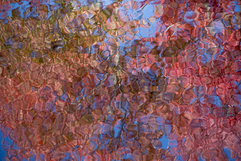 75-MaryPowers-B-DappledLeaves