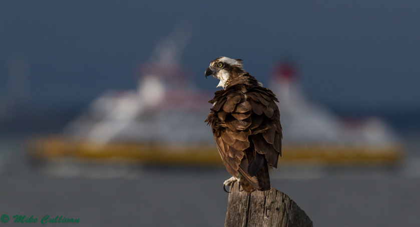 50-Mike-Cullivan-A-Casco-Bay-Osprey