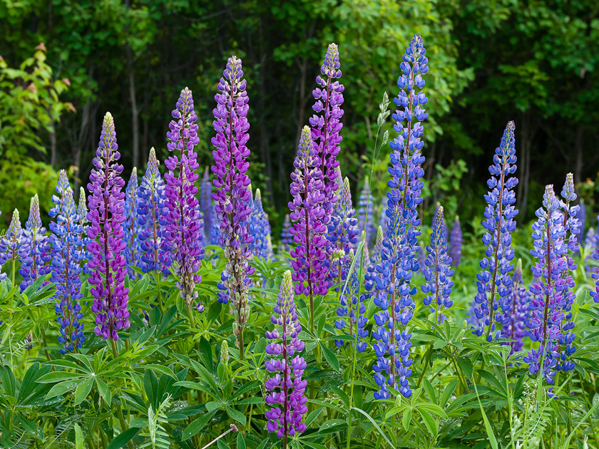 61-DennisLandis-B-Spring-Lupine
