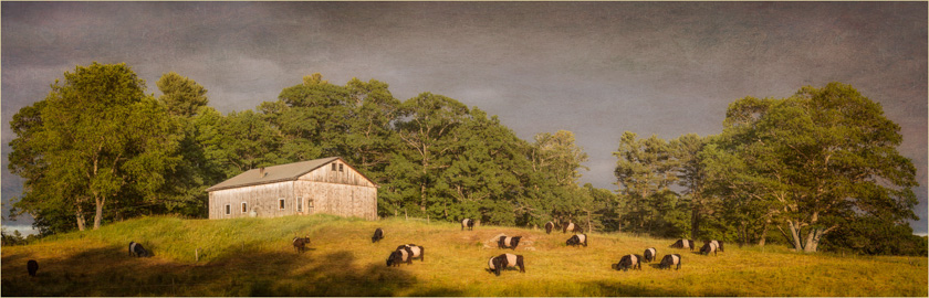 64-Cempa-A-Bovine_Vision