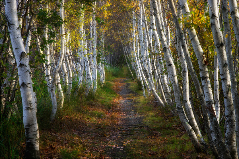 70-Darylann_Leonard_A_Birch-Alley