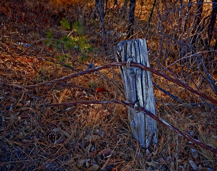 Merita-McKenzie-A-Winter-Afternoon-Light
