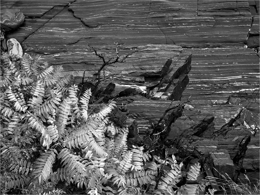 john-bald-A-ferns-and-ledge