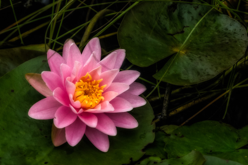01-C-Al-Spencer-A-Stonington-Lily