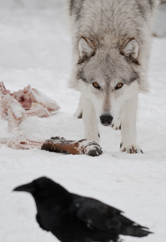 02-C-PeterFlanagan-B-Guarding-the-Kill
