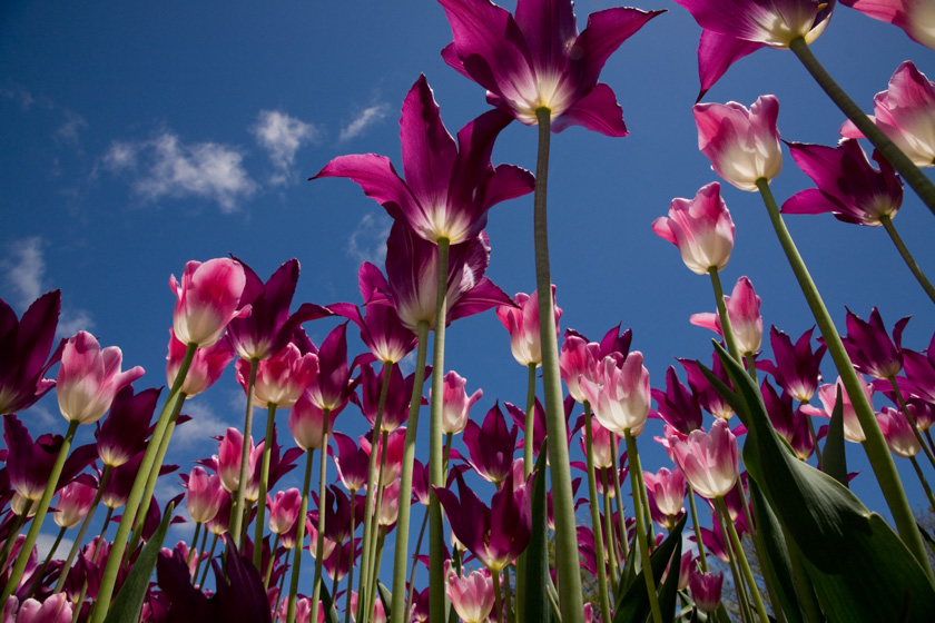 26-Geri-Lynn-Smith-A-Towering-Tulips