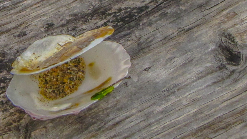 64-Judith-MacDonald-B-Seashell