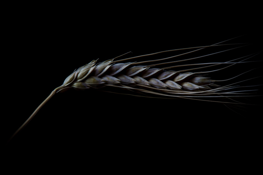 EricPiskura-A-Sheaf
