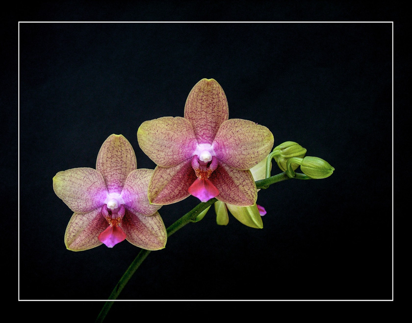 MichaelColton-A-Orchid
