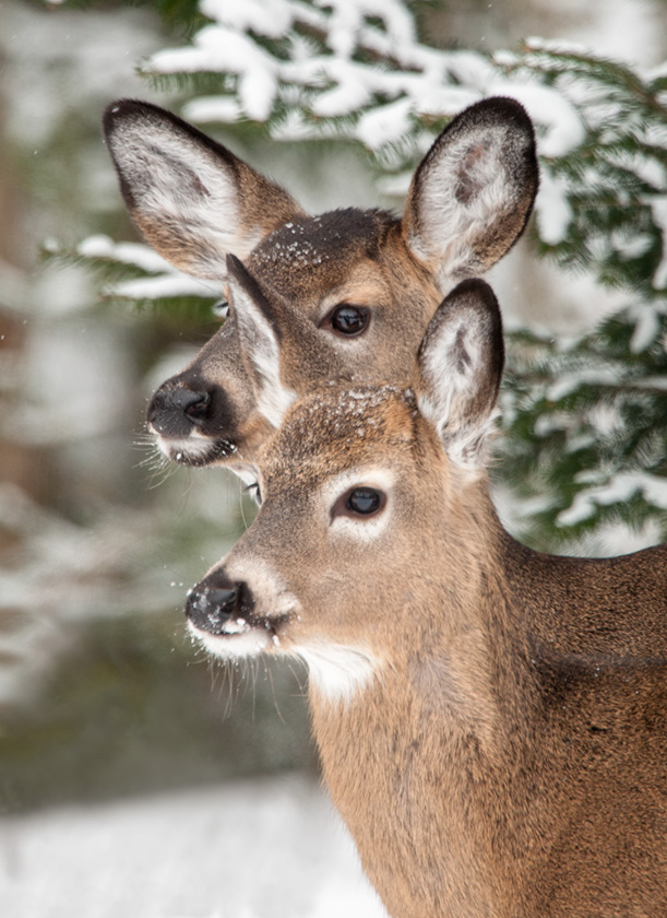 PeterFlanagan-B-Doe-and-Yearling