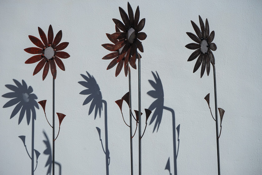 40-francesca-gs-B-daisies-reflected