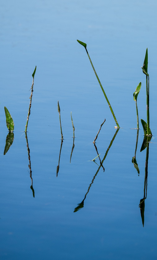 48-LindaAlschuler-B-Zen-Reeds