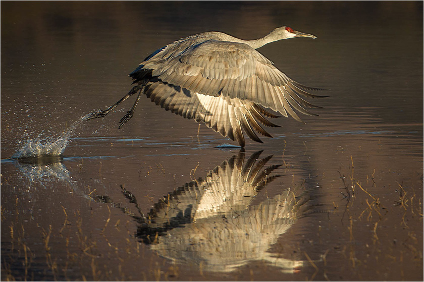 65-LindaCullivan_A_Wing-Tip