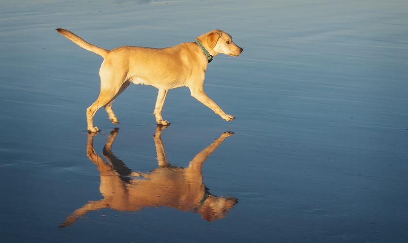 66-maryann-hindle-B-He-Walks-on-Water