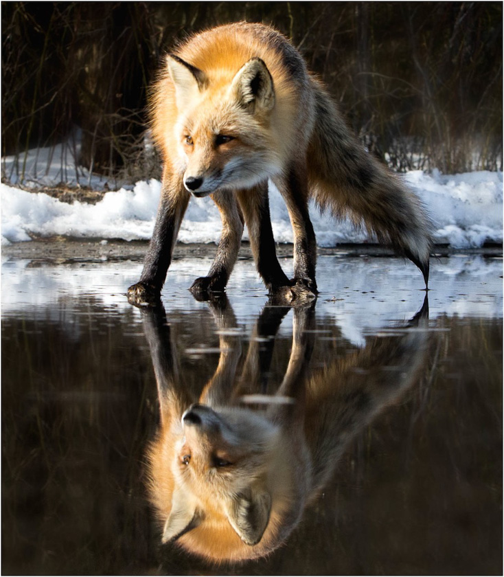 68-LindaCullivan_A_Fox-Reflection