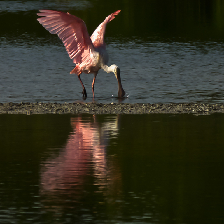 70-C-lilakirkwood-A-Roseate-Spoonbill-in-sunlight