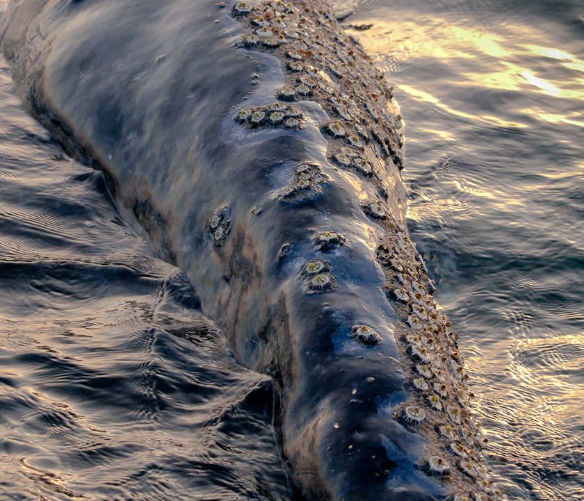 26-C-DennisLandis-B-Gray-Whale-Sunset