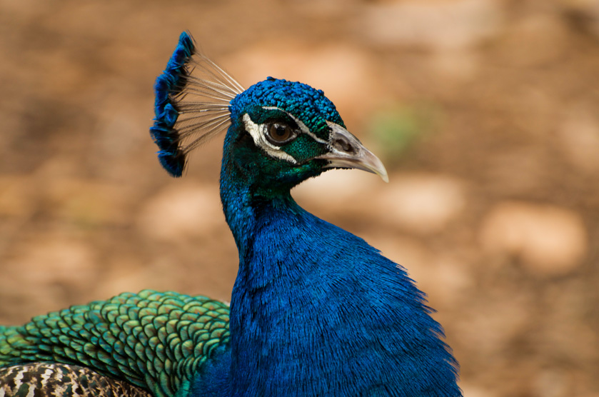 32-Maryann-Hindle-B-Proud-Peacock
