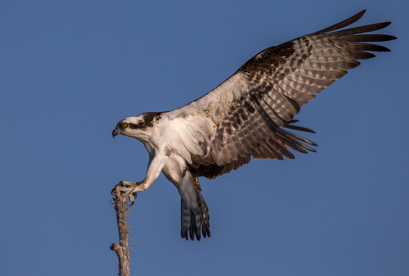 39-mike-cullivan-A-The-Landing