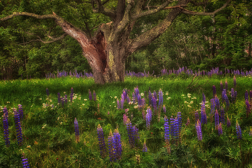 sandrawescott-a_lupine_fantasy