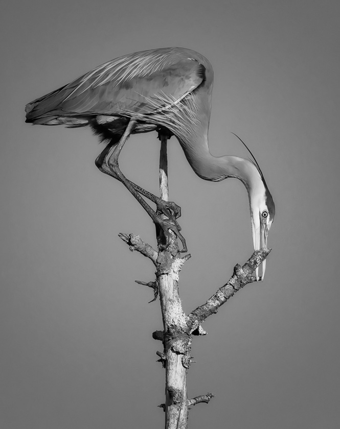 34-caroline-samson--a--beak-maintenance