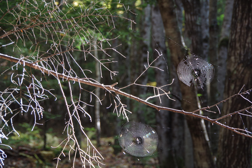 42-c-clintonmerrill-b-forests-music