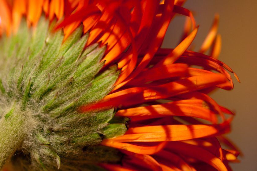 56-dianalelievre-b-red-flower
