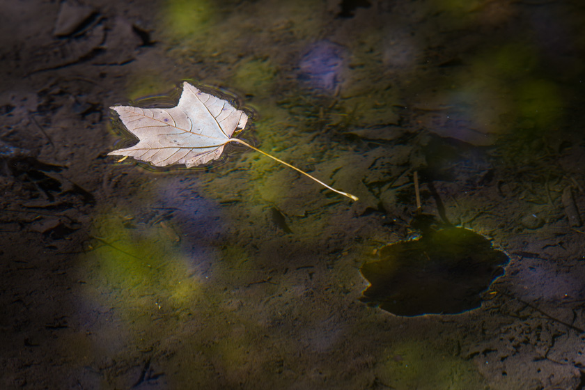 64-dick-sawyer-b-floating-leaf