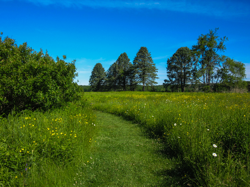 65-francesca-b-summerwalk